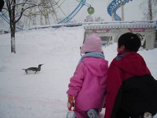 旭山動物園[image/jpeg:90kB]