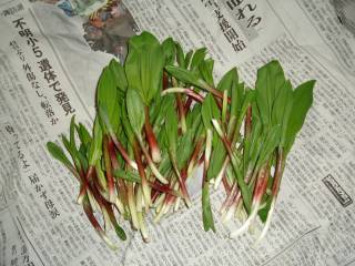 ギョウザニンニク[image/jpeg:154kB]