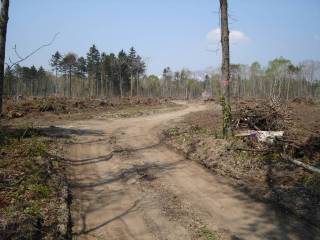 伐採が進むタラノメ畑[image/jpeg:137kB]