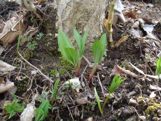 ギョウジャニンニク[image/jpeg:147kB]