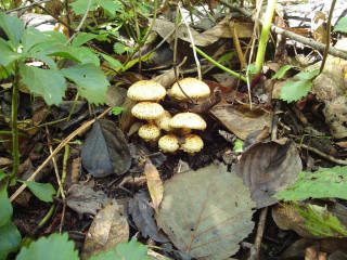 別々川のツチスギタケ[image/jpeg:147kB]