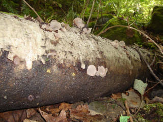 別々川1[image/jpeg:150kB]