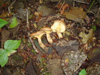 ヒダハタケ？[image/jpeg:149kB]