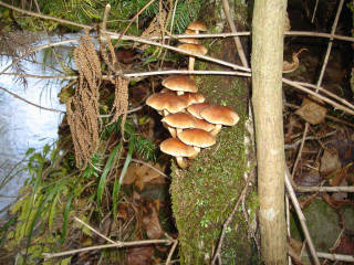 クリタケ？[image/jpeg:147kB]