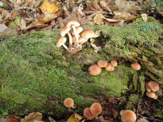 樽前周辺のクリタケ[image/jpeg:150kB]