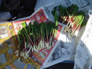 ギョウジャニンニク[image/jpeg:150kB]