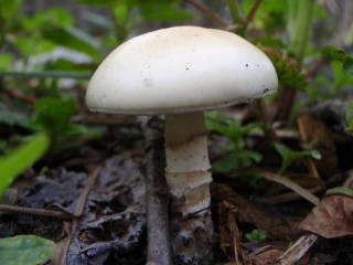 キノコ[image/jpeg:154kB]