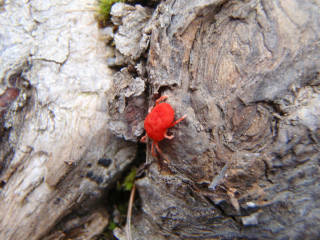 ダニ[image/jpeg:149kB]