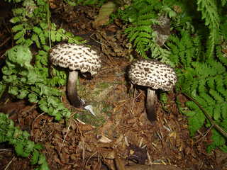 樽前周辺[image/jpeg:335kB]