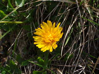 タカネタンポポ[image/jpeg:194kB]