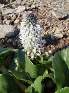 ユウバリソウ[image/jpeg:186kB]