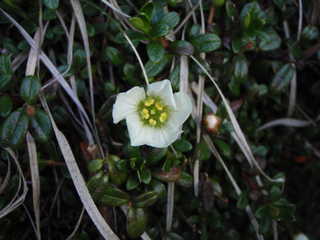 イワウメ[image/jpeg:146kB]