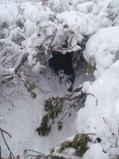 ハイマツの回廊[image/jpeg:165kB]